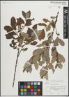 Foto von Salix laurina Sm.